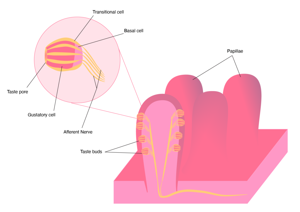 The 5 Senses Taste Lief Labs